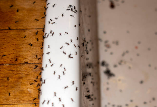 Best Ant Control Services  in Belford, NJ