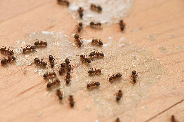 Best Termite Control Services  in Belford, NJ